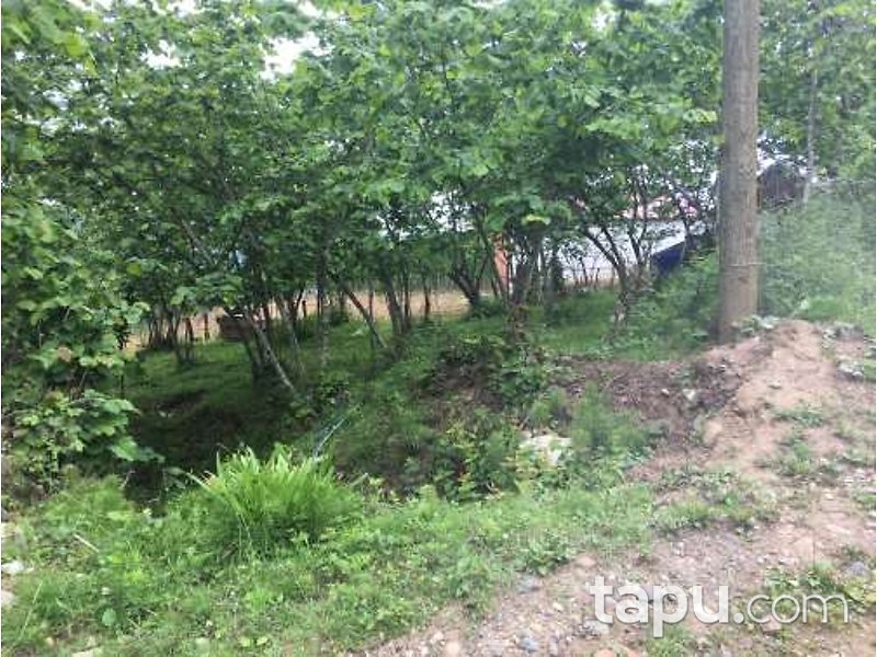 Giresun Görele Karlıbel Köyü'nde Hisseli Kargir Ev ve Arsası