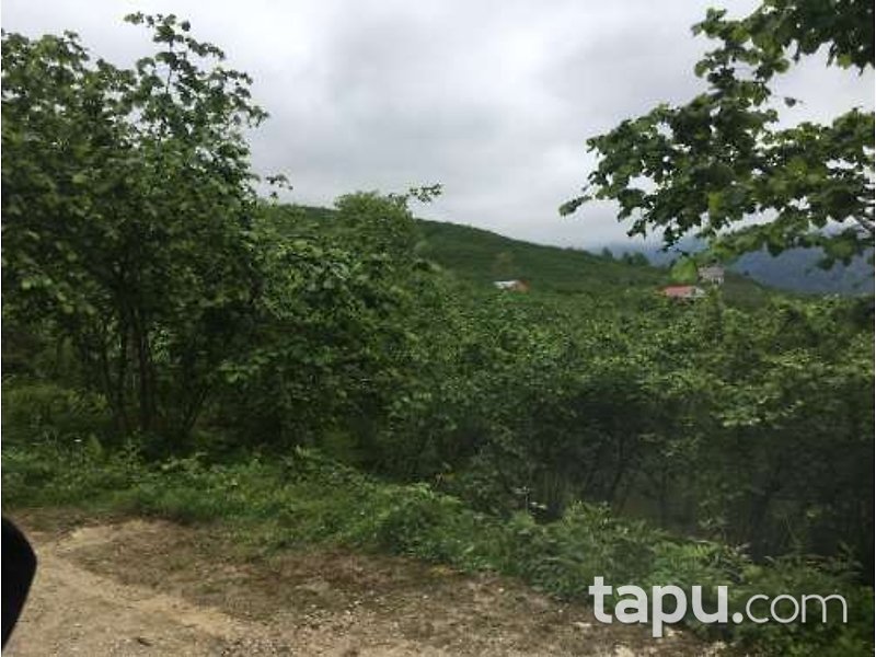 Giresun Görele Karlıbel Köyü'nde Hisseli Kargir Ev ve Arsası