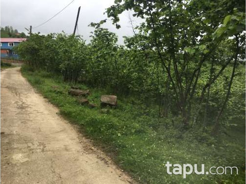 Giresun Görele Karlıbel Köyü'nde Hisseli Kargir Ev ve Arsası