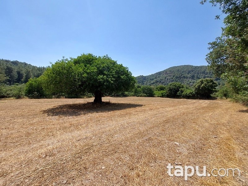 Muğla Ula Portakallık Mahallesi'nde Hisseli 644 m2 Tarla