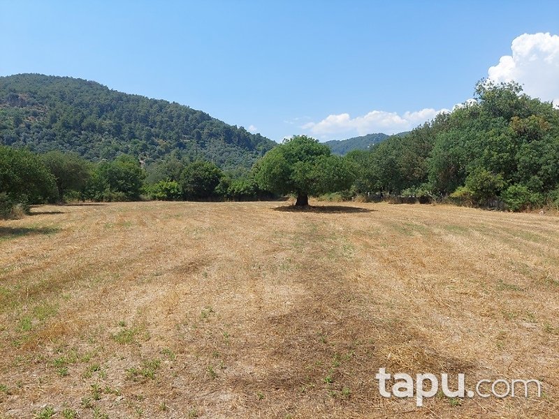 Muğla Ula Portakallık Mahallesi'nde Hisseli 644 m2 Tarla