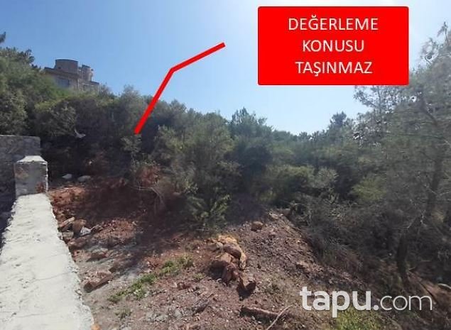 Milas Kıyıkışlacık'ta 244 m2 Zeytinlik