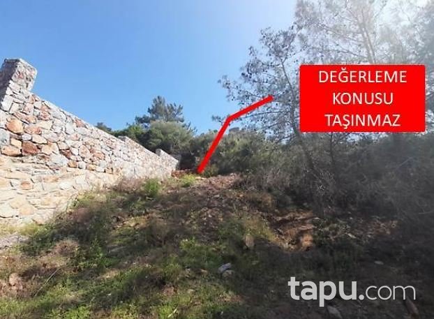Milas Kıyıkışlacık'ta 244 m2 Zeytinlik