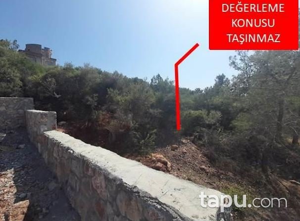 Milas Kıyıkışlacık'ta 244 m2 Zeytinlik