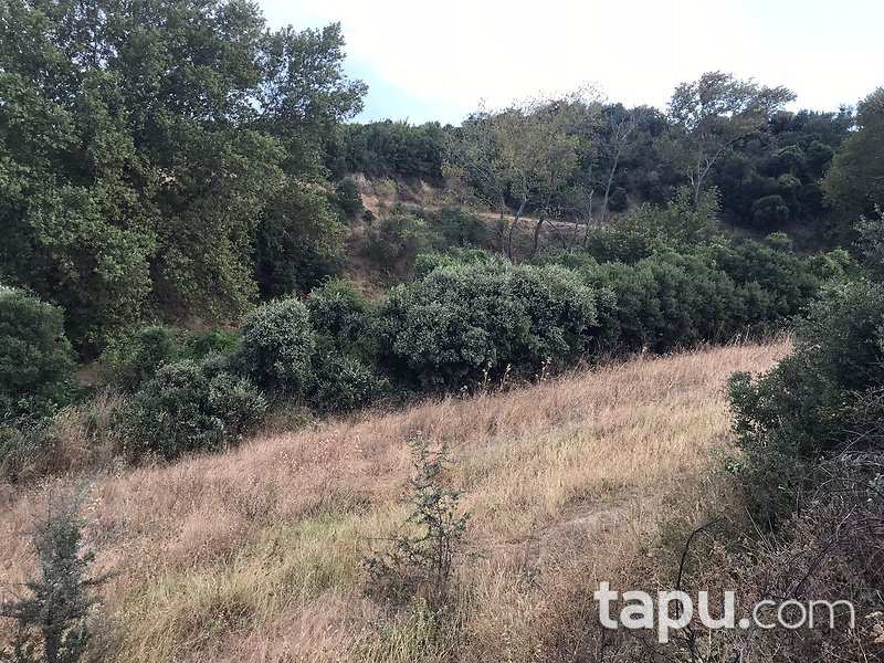 Çanakkale Gelibolu Fındıklı Mevkiinde 7 Dönüm Tarla