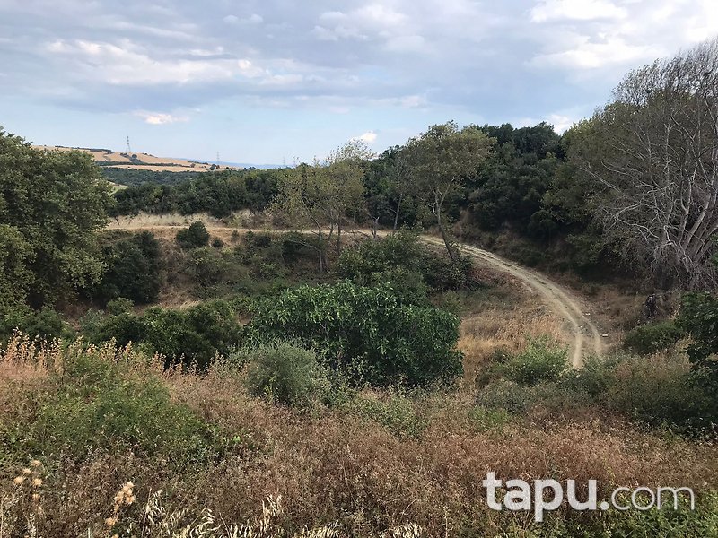 Çanakkale Gelibolu Fındıklı Mevkiinde 7 Dönüm Tarla