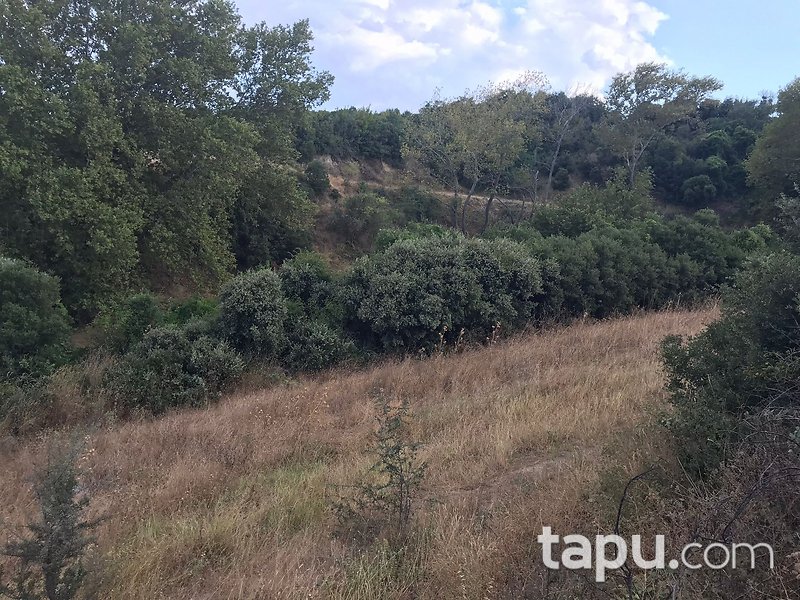 Çanakkale Gelibolu Fındıklı Mevkiinde 7 Dönüm Tarla