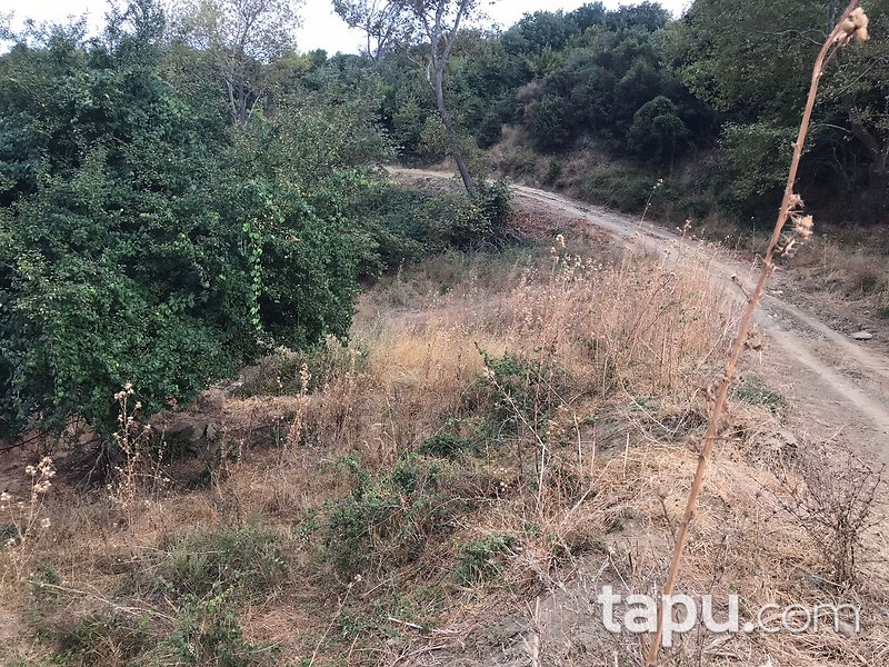 Çanakkale Gelibolu Fındıklı Mevkiinde 7 Dönüm Tarla