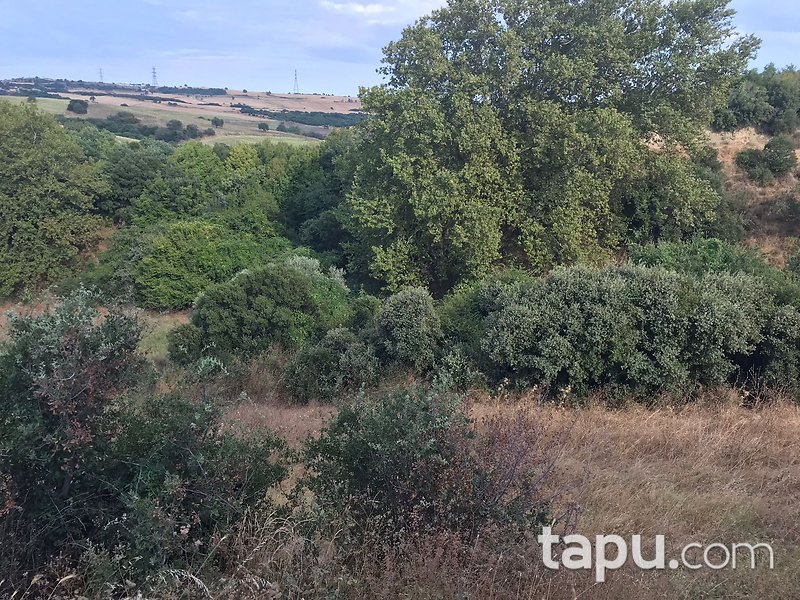 Çanakkale Gelibolu Fındıklı Mevkiinde 7 Dönüm Tarla