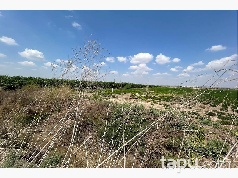 Adana Yüreğir Suluca'da Hisseli 2.585 m2 Tarla