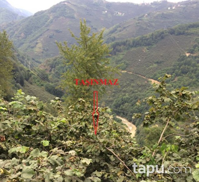 Giresun Bulancak'ta 14 Dönüm Fındık Bahçesi