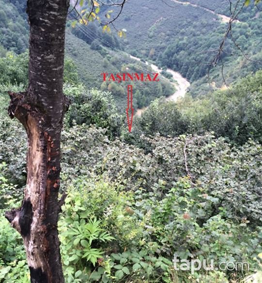 Giresun Bulancak'ta 14 Dönüm Fındık Bahçesi
