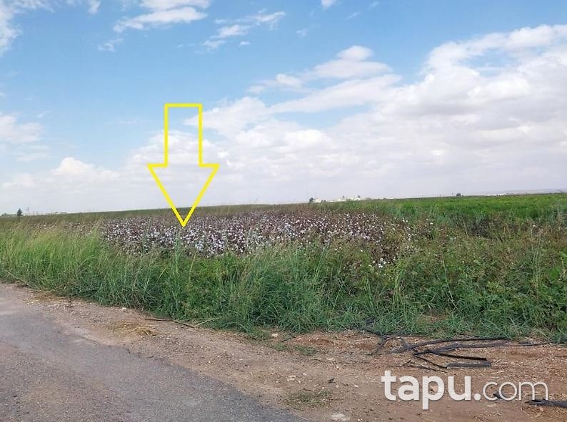 Şanlıurfa Suruç Göleç Mahallesi'nde 24 Dönüm Tarla