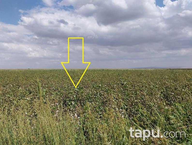 Şanlıurfa Suruç Göleç Mahallesi'nde 24 Dönüm Tarla