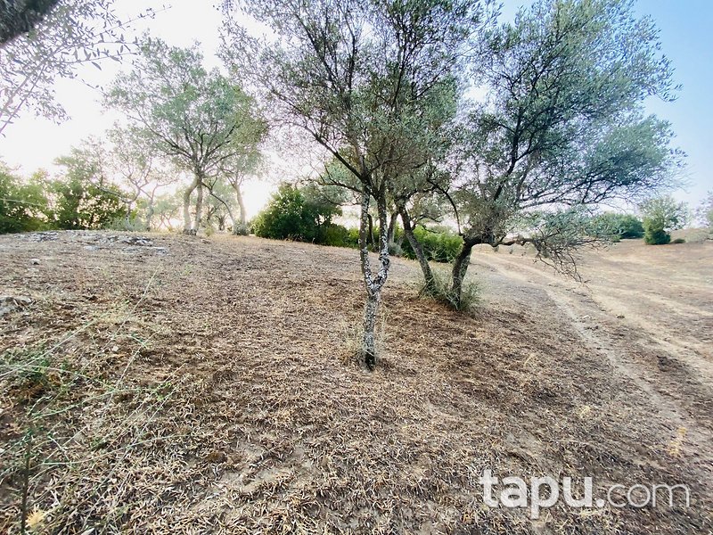 Aydın Çine Kabalar'da 4.680 m2 Zeytinlik