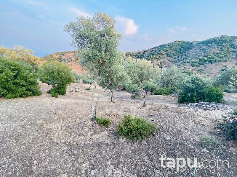 Aydın Çine Kabalar'da 4.680 m2 Zeytinlik