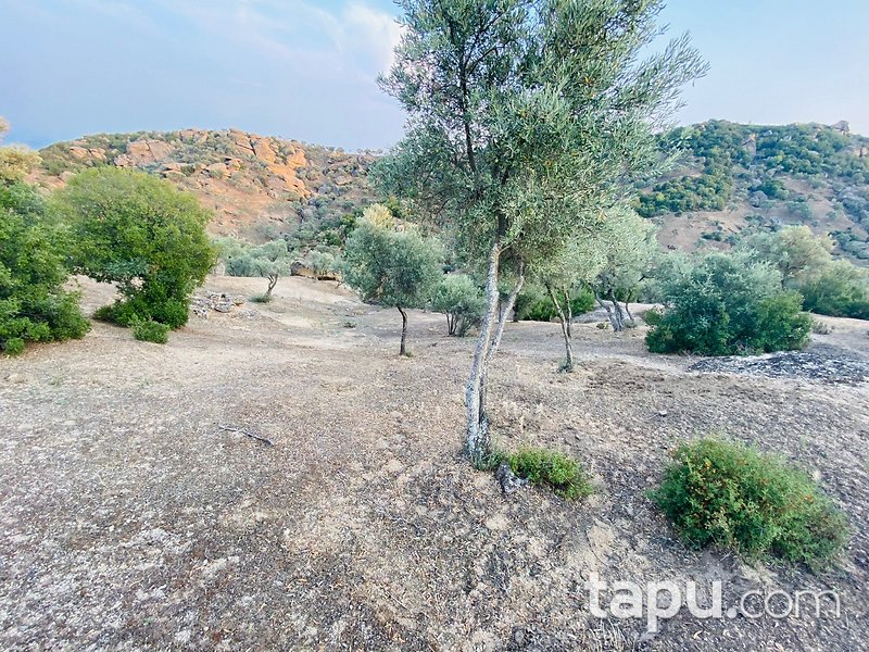 Aydın Çine Kabalar'da 4.680 m2 Zeytinlik