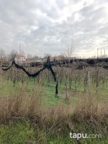 Tekirdağ Ergene Paşaköy'de 31 Dönüm Meyve Bahçesi