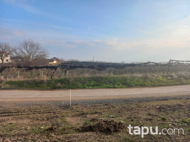 Tekirdağ Ergene Paşaköy'de 31 Dönüm Meyve Bahçesi