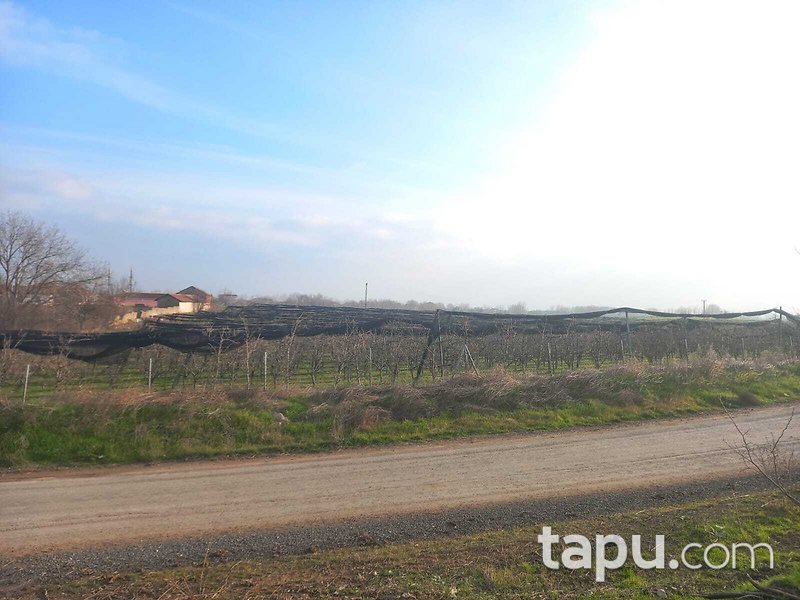 Tekirdağ Ergene Paşaköy'de 31 Dönüm Meyve Bahçesi