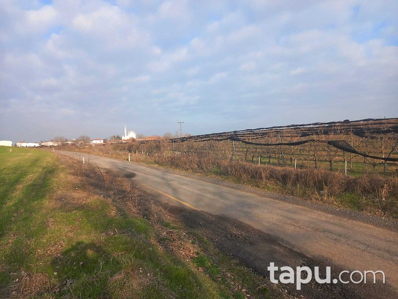 Tekirdağ Ergene Paşaköy'de 31 Dönüm Meyve Bahçesi