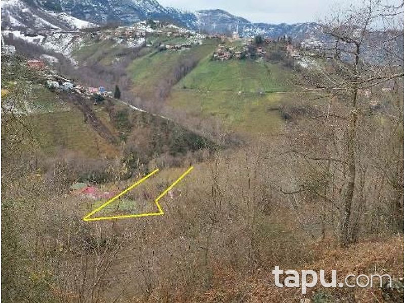 Trabzon Akçaabat Ağaçlı'da Hisseli 5 Dönüm Fındıklık