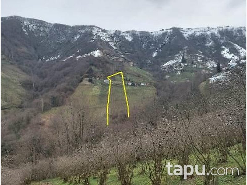 Trabzon Akçaabat Ağaçlı'da Hisseli 5 Dönüm Fındıklık