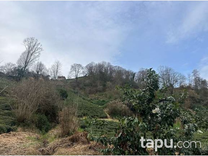 Rize Pazar Cumhuriyet Mahallesi'nde Hisseli 1.284 m2 Çay Bahçesi Ve Ağaçlık