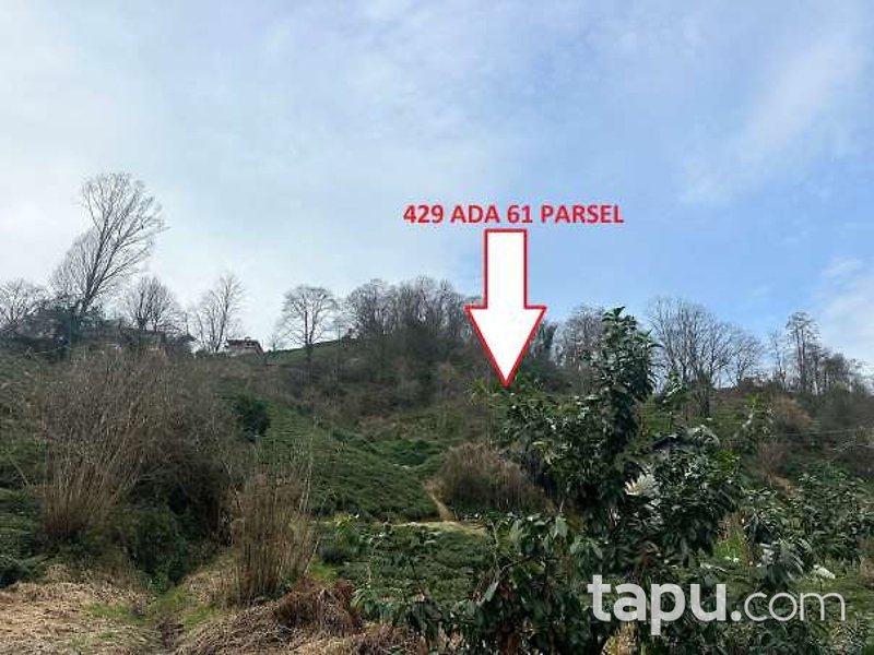 Rize Pazar Cumhuriyet Mahallesi'nde Hisseli 1.284 m2 Çay Bahçesi Ve Ağaçlık