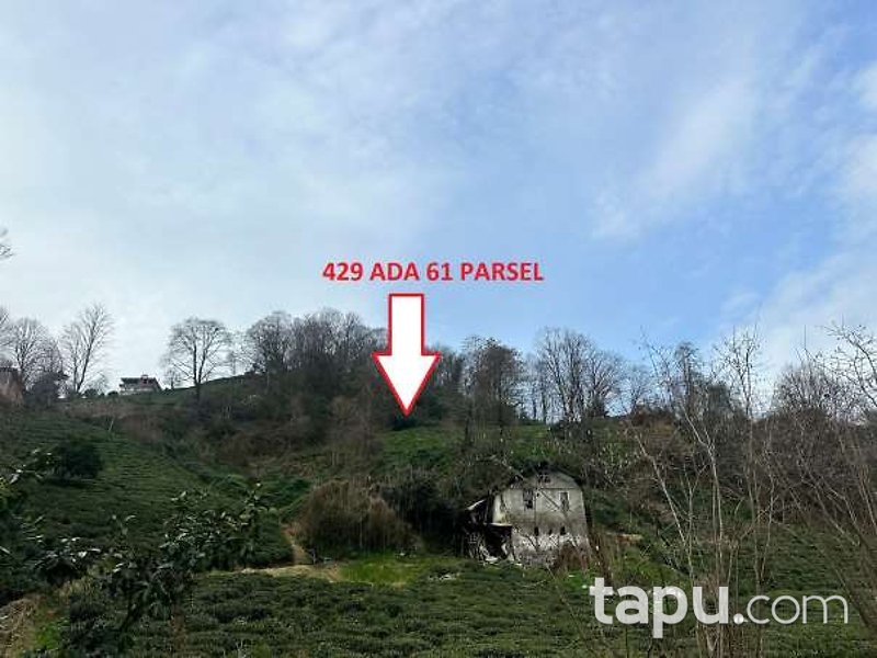 Rize Pazar Cumhuriyet Mahallesi'nde Hisseli 1.284 m2 Çay Bahçesi Ve Ağaçlık