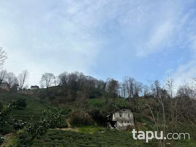 Rize Pazar Cumhuriyet Mahallesi'nde Hisseli 1.284 m2 Çay Bahçesi Ve Ağaçlık
