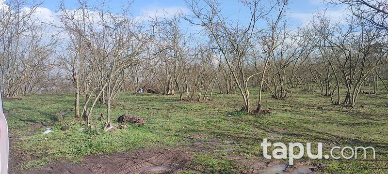 Düzce Gümüşova'da Konut İmarlı Arsa (AS-02670)