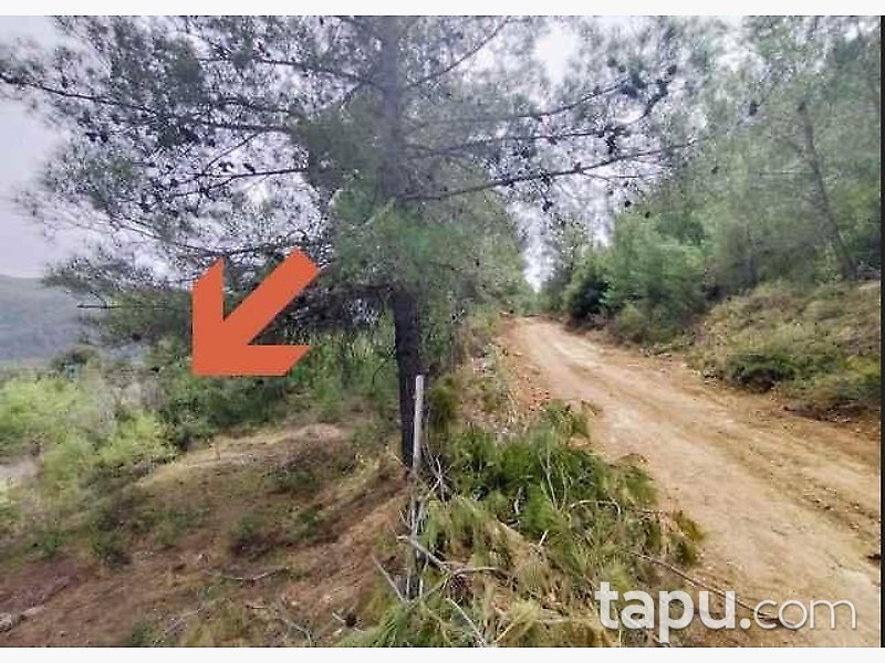 Muğla Menteşe'de Çam Ormanı İçinde 35 Dönüm Bağ