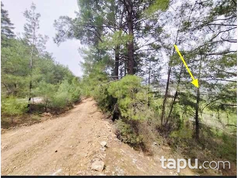 Muğla Menteşe'de Çam Ormanı İçinde 35 Dönüm Bağ
