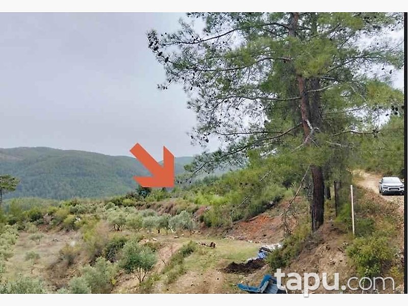 Muğla Menteşe'de Çam Ormanı İçinde 35 Dönüm Bağ