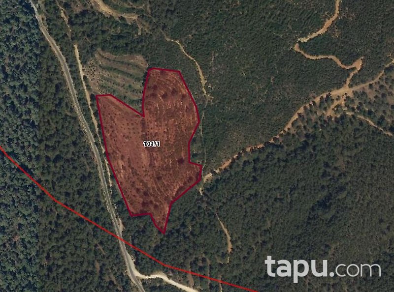 Muğla Menteşe'de Çam Ormanı İçinde 35 Dönüm Bağ