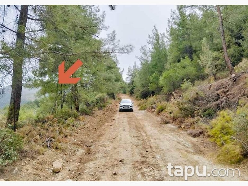 Muğla Menteşe'de Çam Ormanı İçinde 35 Dönüm Bağ