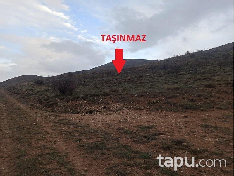 Malatya Kuluncak'ta Hisseli 34.579 m2 Kayısı Bahçesi