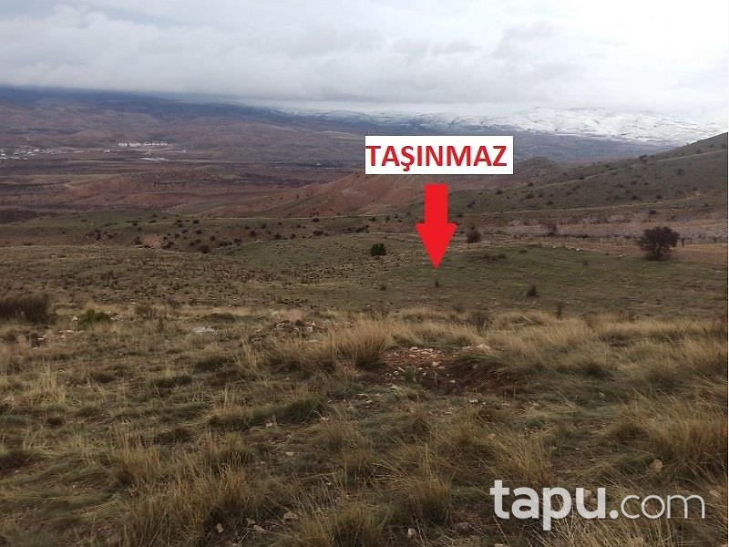 Malatya Kuluncak'ta Hisseli 34.579 m2 Kayısı Bahçesi