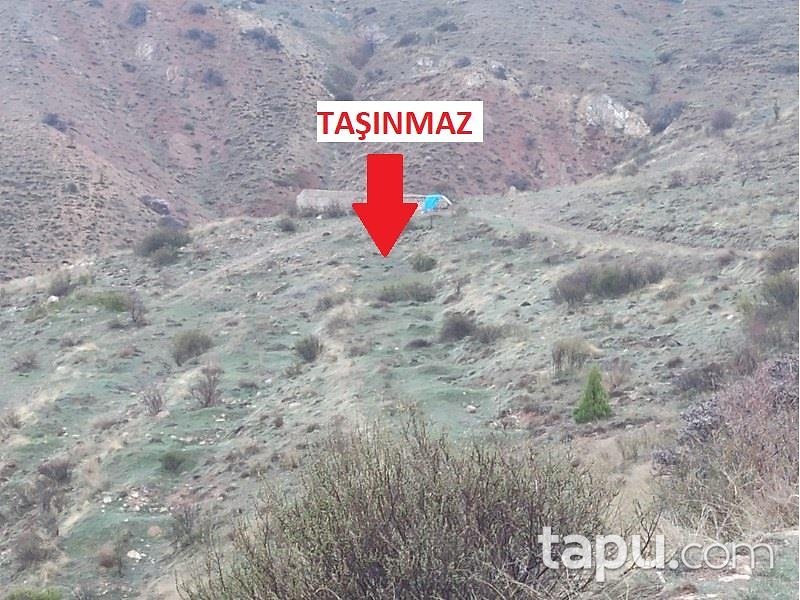 Malatya Kuluncak'ta Hisseli 34.579 m2 Kayısı Bahçesi