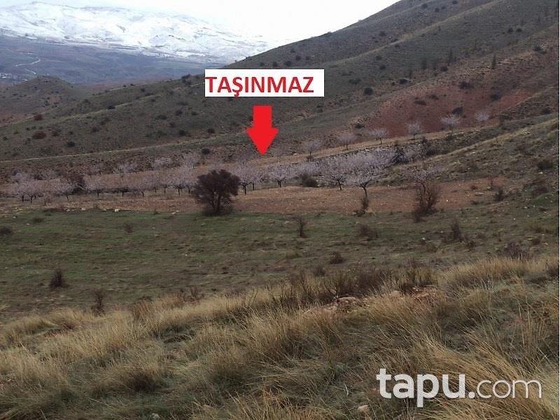 Malatya Kuluncak'ta Hisseli 34.579 m2 Kayısı Bahçesi