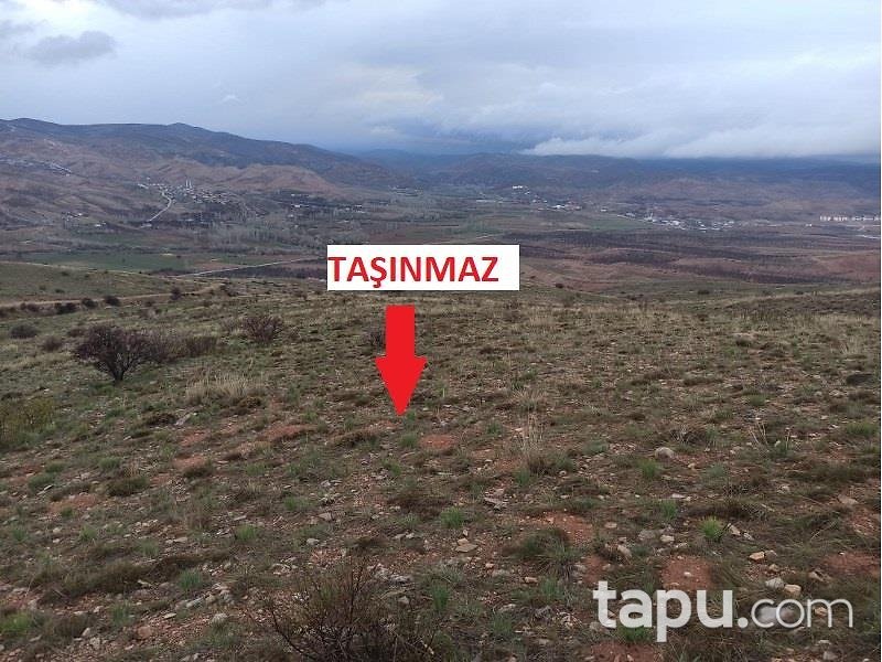Malatya Kuluncak'ta Hisseli 34.579 m2 Kayısı Bahçesi