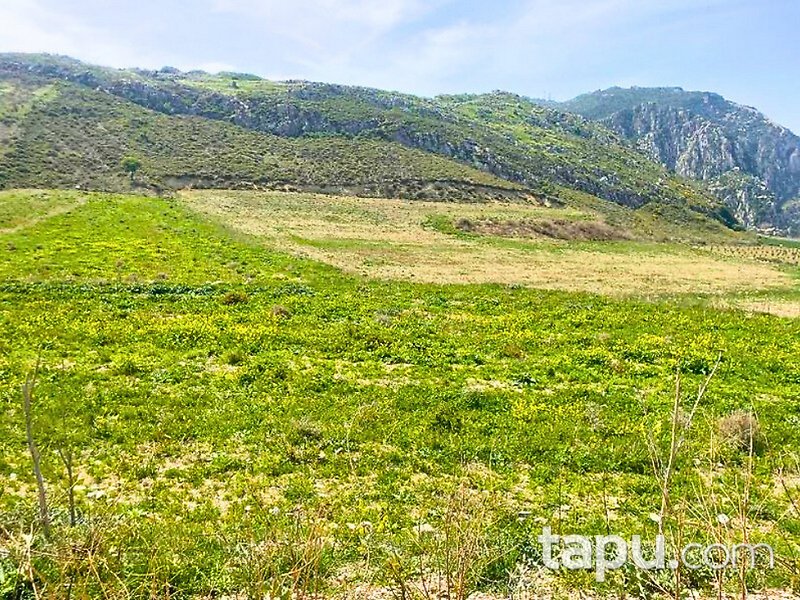 Hatay Antakya Kuruyer'de %83 Hisseli 11 Dönüm Tarla