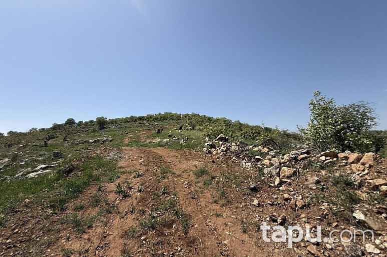 Mardin Ömerli Ünsal Mahallesi'nde 30 Dönüm Bağ