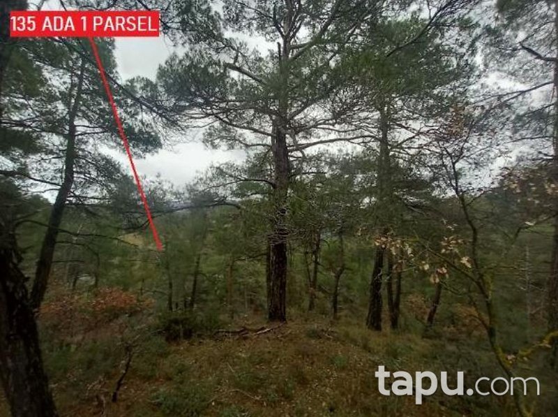 Balıkesir Sındırgı Danaçayır'da 11.728 m2 Tarla