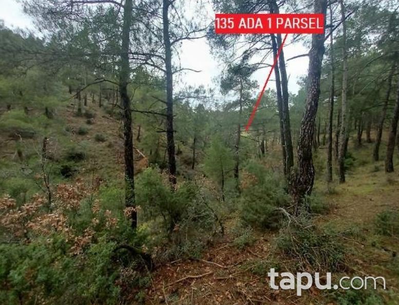 Balıkesir Sındırgı Danaçayır'da 11.728 m2 Tarla